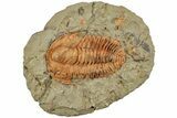 Middle Cambrian Hamatolenus Trilobite - Tinjdad, Morocco #233474-1